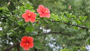 نگهداری از گیاه ختمی چینی گل سرخی - فوت و فن های باغبانی